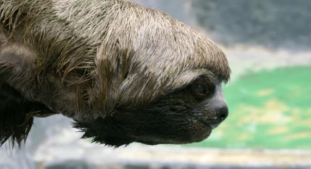 Close-up shot of a sloth in its natural habitat.
