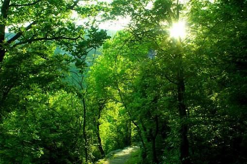 A mysterious sunlit path through a dense green forest of an Eastern Serbia, near Lazar's canyon