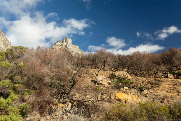 Clouds over Twelve Apostles, with burnt plants stock photo