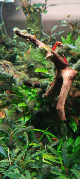 istock aquatic world in the aquarium 2065474779