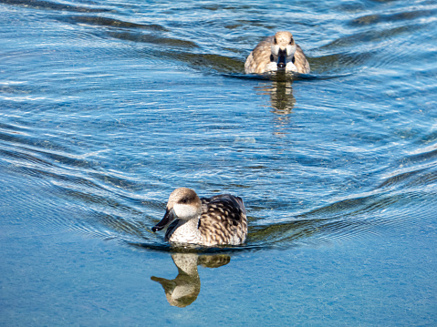 Canards sauvages