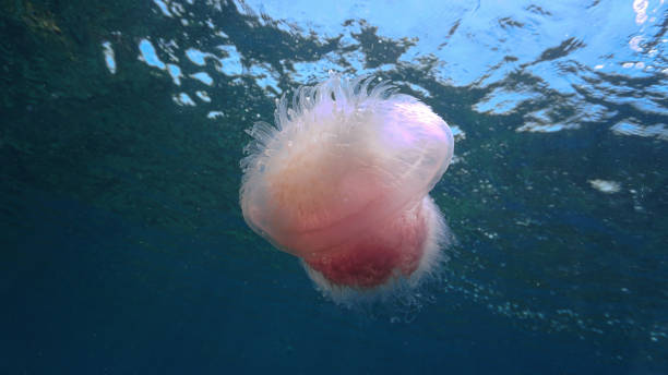 istock Underwater photo of a pink Jellyfish 2065532842
