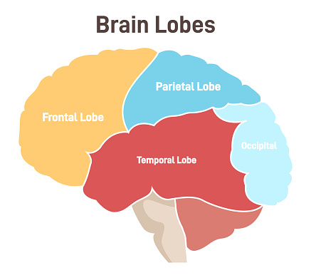 Human brain lobes. Cross section structure of the main nervous system organ. Labeled parts, parietal, frontal, occipital and temporal lobe, spinal cord and cerebellum. Flat vector illustration