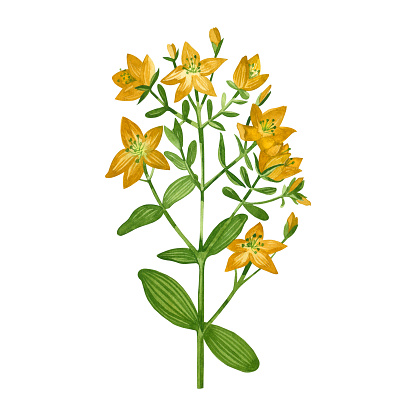 Watercolor illustration. Hypericum, a meadow plant with green leaves and bright yellow flowers hand drawn in watercolor on a white background. For printing on fabric and paper, books decoration.