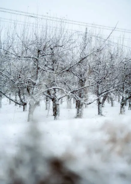 Photo taken in rural area of Yuncheng, Shanxi Province, China.
A sudden heavy snowfall fell on roads near rural areas, turning the village's peach groves into a white coat