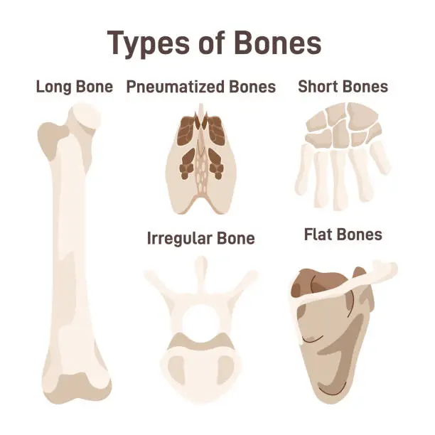 Vector illustration of Human skeleton bones types set. Long or humerus, shirt or heel, flat