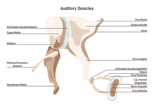 Auditory ossicles. Bony malleus, incus and stapes. Middle ear tympanic membrane to the inner ear' connection, allowing for the transmission of sound waves. Flat vector illustration