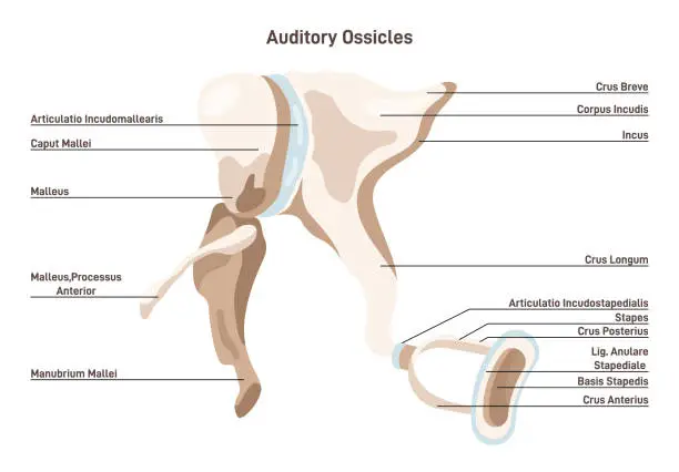 Vector illustration of Auditory ossicles. Bony malleus, incus and stapes. Middle ear tympanic