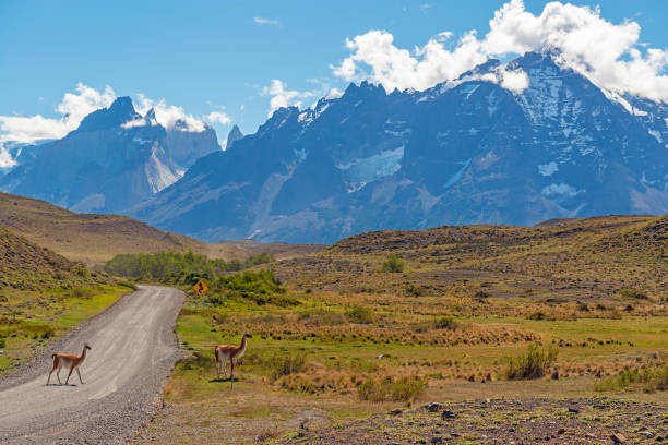 Guanaco stands on the crest of the mountain backdrop of snowy peaks. Torres del Paine. Chile. An excellent illustration.