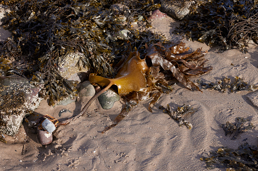 Bank of various seaweeds on Ganavan Sands by Oban. Scotland