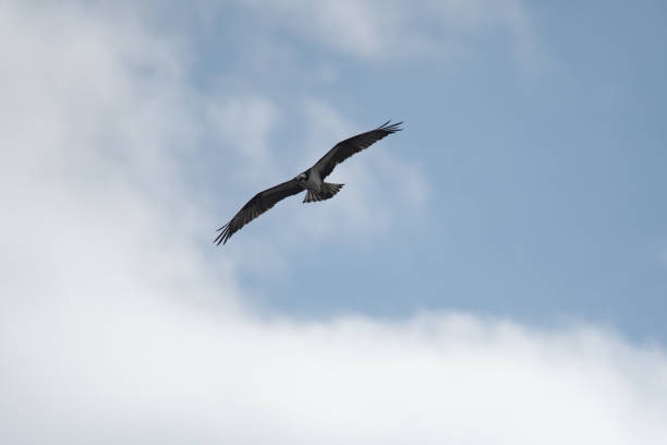 Osprey in flight overhead during spring in upstate New York