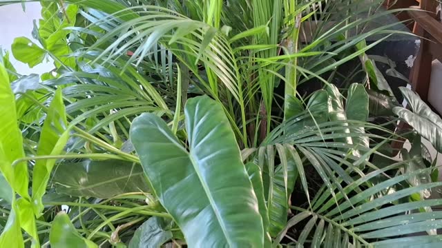 Indoor Leaves