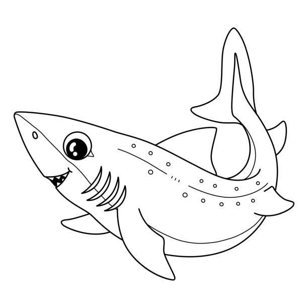 illustrazioni stock, clip art, cartoni animati e icone di tendenza di disegno di squalo palombo spinato isolato da colorare - spinarolo