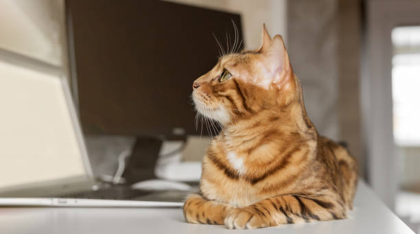 istock Bengal cat resting in a home interior. 2065615127