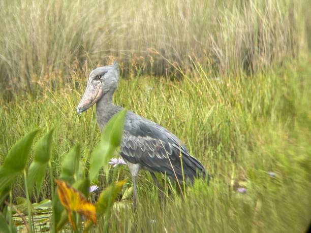 istock Rare Shoebill in Uganda 2065624117