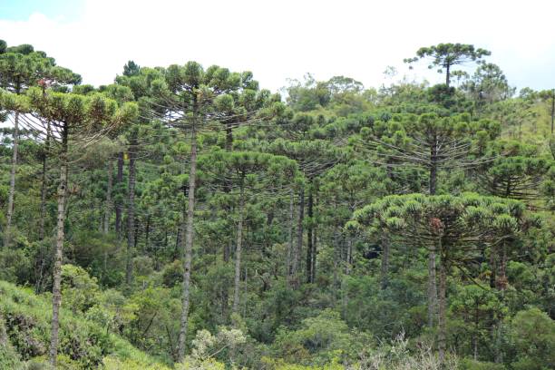 istock Araucaria forest (Araucaria angustifolia) in the Mantiqueira mountain range 2065648197