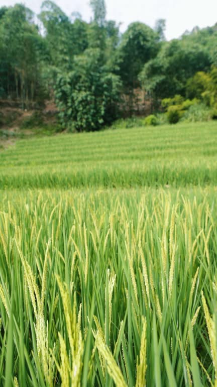 Rice, rice ears, agriculture