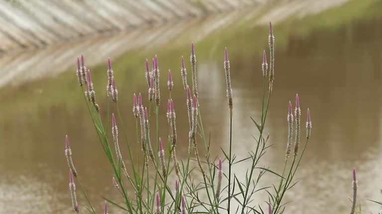 celosia spicata flower plant with the dominant color white and pink at the tip of the flower