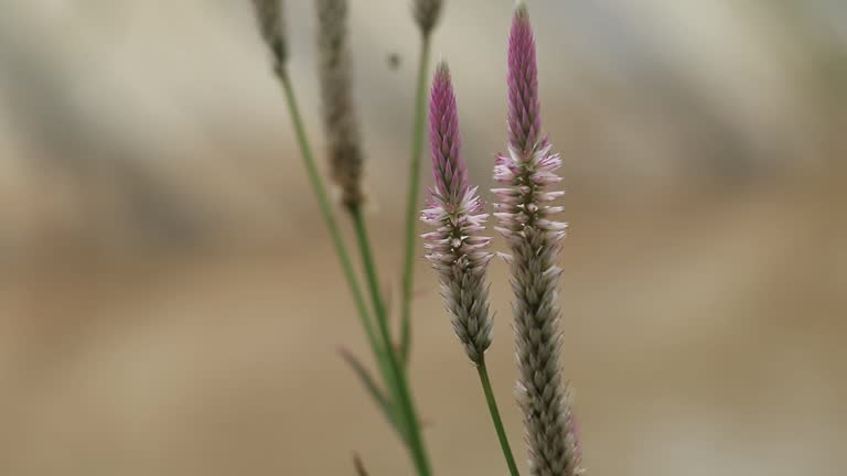 celosia spicata flower plant with the dominant color white and pink at the tip of the flower