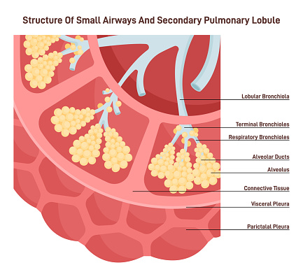 Small airways and secondary pulmonary lobule structure. Alveoli, bronchiole and pleura. Cross section of a lung. Anatomy of human body, respiratory system studying. Flat vector illustration.