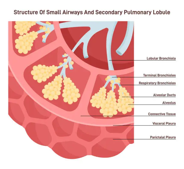 Vector illustration of Small airways and secondary pulmonary lobule structure. Alveoli, bronchiole