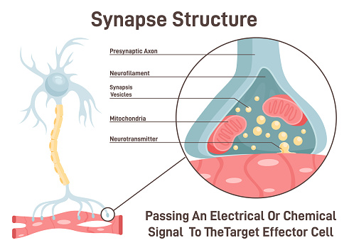 Synapse structure. Neurotransmitter release mechanism. Synaptic vesicles transmiting ellectrical or chemical signals from a neuron to a target cell across a synapse. Flat vector illustration