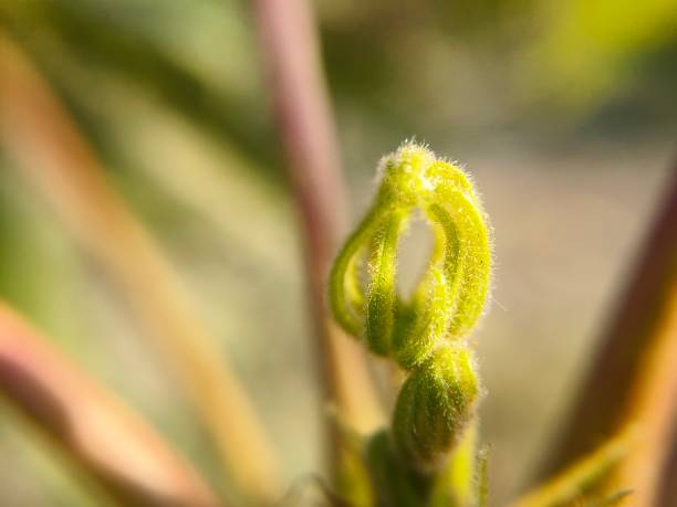 istock Close up of macro nature 2065671523