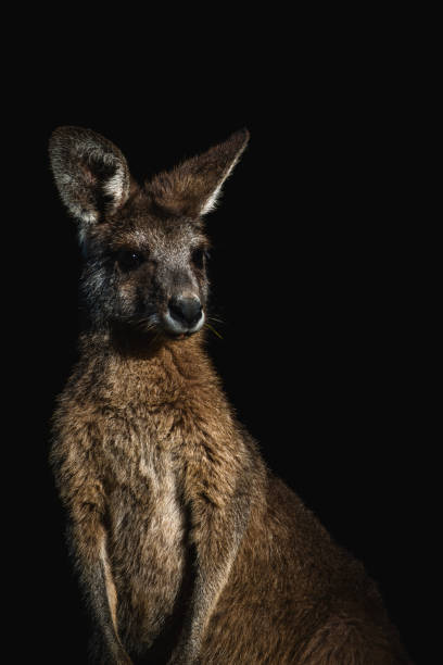 istock Portrait of a dramatic kangaroo with black background 2065677924