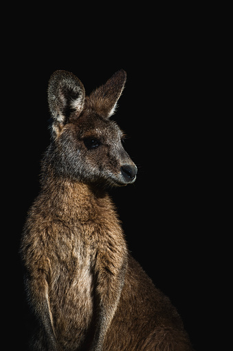 Portrait of a kangaroo looking to the side with black background.