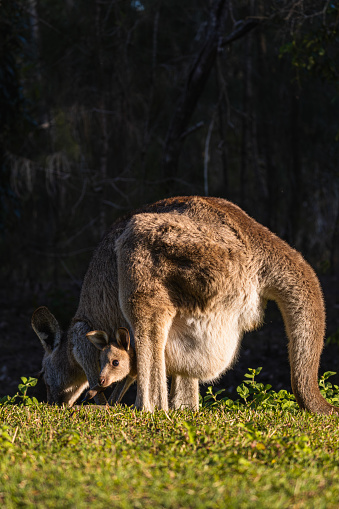 Mother kangaroo eating in the park while her baby sticks its head out of the pouch.