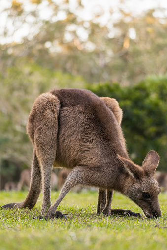 Portrait of a kangaroo eating grass in the park.