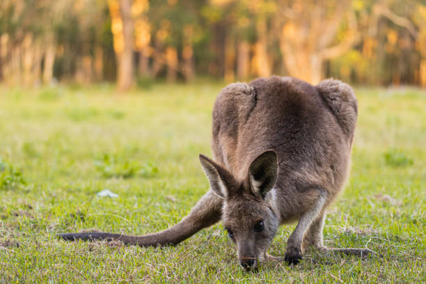 istock Australian kangaroo eating grass in the field with copy space 2065678517