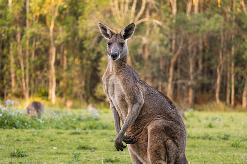 Adult kangaroo raised looking towards camera in the middle of the forest. Copy space.