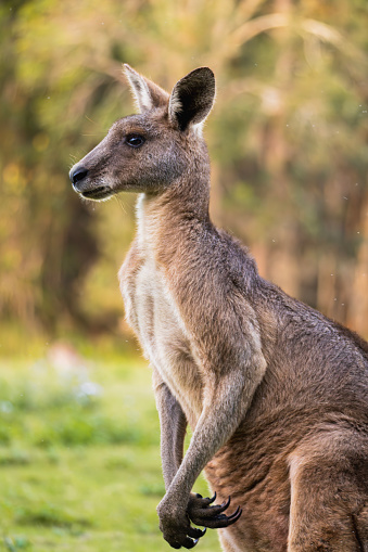 Portrait of an adult kangaroo from the side in Coombabah Park, Queensland, Australia.