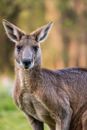 Close-up of an adult kangaroo staring at camera in Coombabah Park, Queensland, Australia.