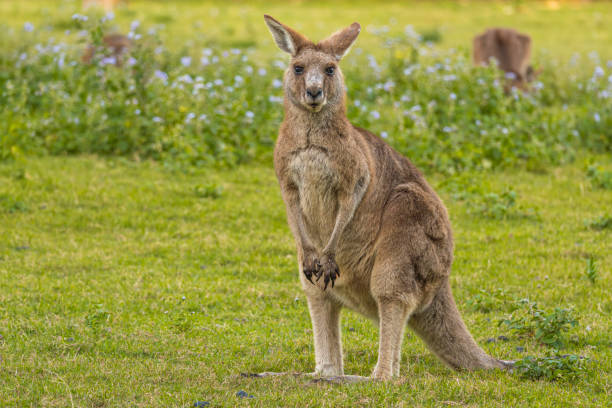 istock Young kangaroo staring in a grassland in Australia. Copy space 2065679102