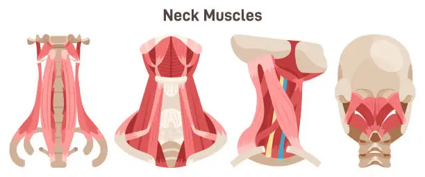 Vector illustration of Neck muscles front, side and back view. Didactic scheme of anatomy of human