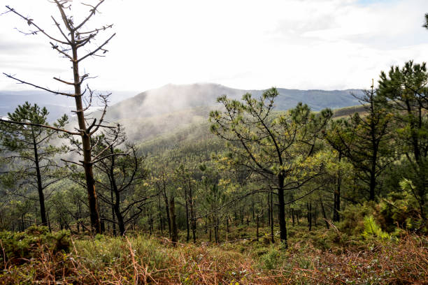 Forest in northwest of Spain during winter time. Beautiful type of trees and vegetation.