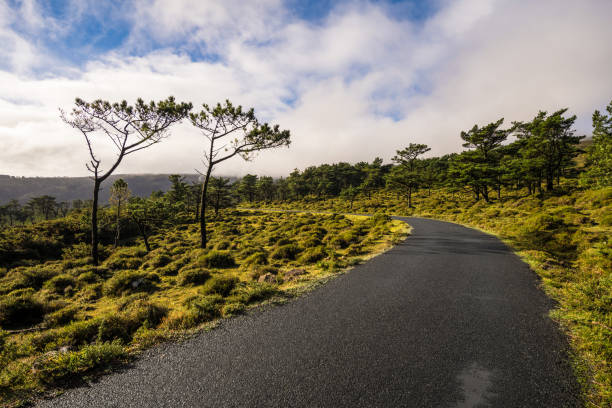 Scenic road in northwestern Spain in winter time. Stunning nature and type of vegetation. This trip was a dream come true.