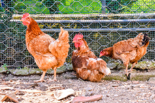istock Italian Chicken Animal Bird 2065695085