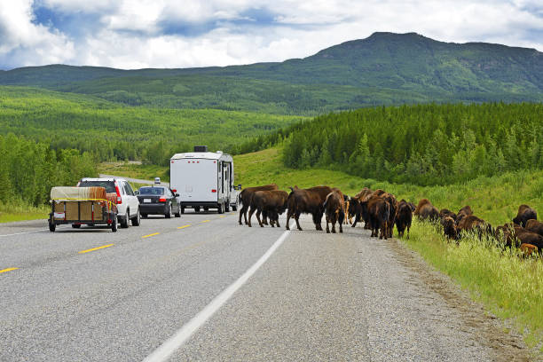Wood Bison (Bison bison athabascae) on Alaska Highway. World famous Alaska Highway was constructed during World War 2 for the purpose of connecting the contiguous United States to Alaska across Canada