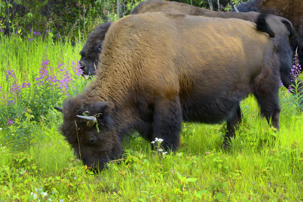 Wood Bison (Bison bison athabascae) on Alaska Highway. World famous Alaska Highway was constructed during World War 2 for the purpose of connecting the contiguous United States to Alaska across Canada