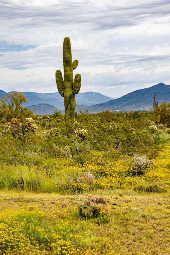 Giant Saguaro cactus in the Arizona desert with mountains in the background and yellow spring flowers in the foreground