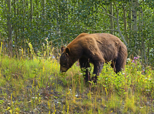 grizzly bear on alaska highway, british columbia, canada - british columbia glacier national park british columbia wildlife canada stock-fotos und bilder