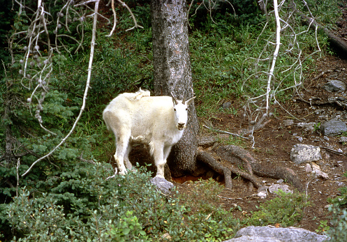 Mountain goat (Oreamnos americanus), also known as the Rocky Mountain goat, of Kootenay National Park, British Columbia, Canada