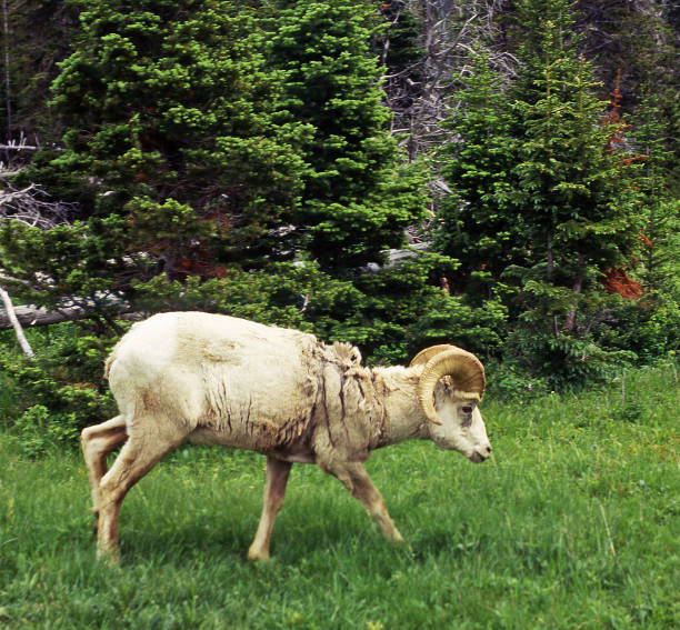 Rocky Mountain Big-Horned Sheep (Thinhorn sheep) in Waterton National Park, Alberta, Canada, UNESCO World Heritage Site