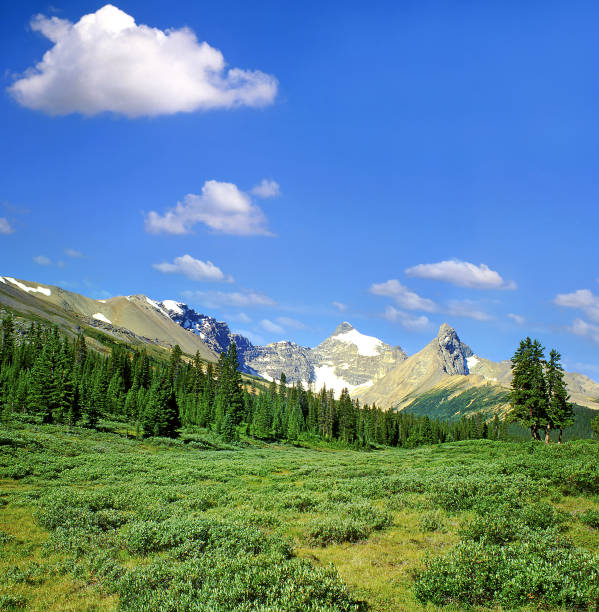 istock Parker Ridge in northern Banff National Park, Canada 2065695530