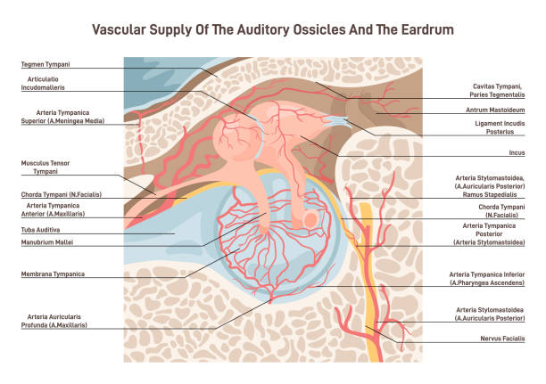耳小骨と鼓膜の血液供給。中耳腔静脈 - auditory cortex点のイラスト素材／クリップアート素材／マンガ素材／アイコン素材