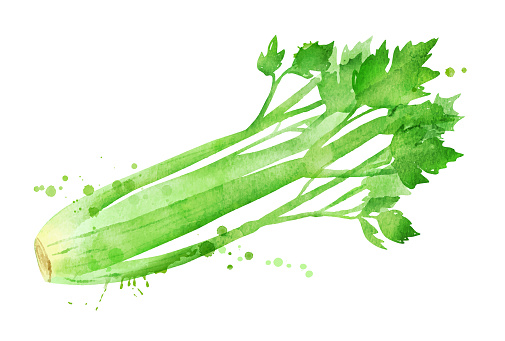 Vector isolated watercolor illustration of celery with paint splashes.