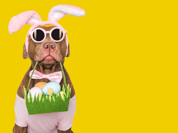 istock Happy Easter. Brown dog and a basket of Easter eggs 2065696025